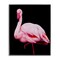 Stupell Industries Contrasting Flamingo on Black Framed Giclee, design by James Corwin